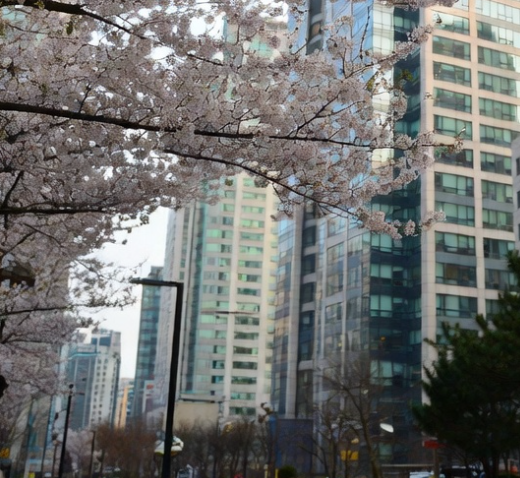 회계법인 전문서비스 전체 맵 인포그래픽 - 인증, 자문, 평가, 실사 및 내부통제