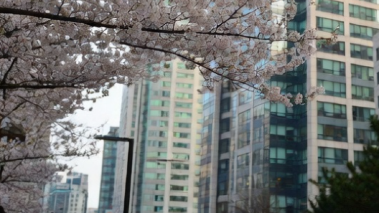 회계법인 전문서비스 전체 맵 인포그래픽 - 인증, 자문, 평가, 실사 및 내부통제